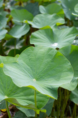 Green leaves of lotus flower