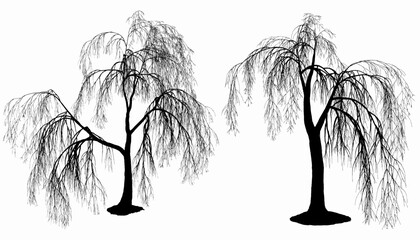 vector of isolated silhouette of willow tree with different pattern © Tritons