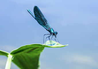 Beautiful blue dragonfly (Calopteryx virgo) on a leaf of an aquatic plant in a river. Closeup