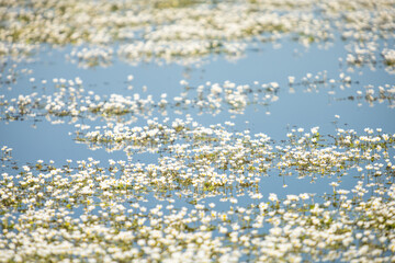 Obraz na płótnie Canvas reflection of plants the in water, daisy, blur, copy space photo resource with background
