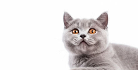 Cute British Shorthair cat kitten portrait on white background in studio. Generative AI