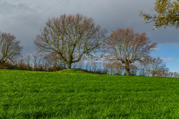 Fototapeta na wymiar Cork oak trees in Extremadura