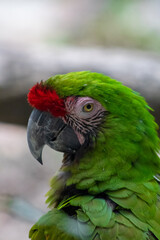 Guacamayo verde / Military macaw (Ara militaris)