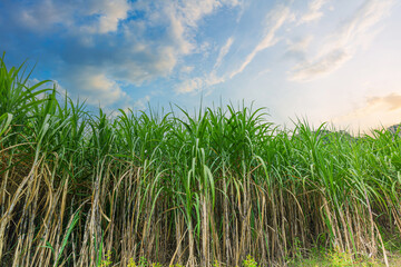 Sugarcane farm industry,Agriculture sugarcane field farm with blue sky in sunny day background and copy space, Thailand. Sugar cane plant tree in countryside for food industry or renewable bioenergy 