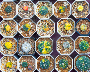 Top view of the cactus garden,Small potted plants greenhouse plant nursery and stores. Top View. Cacti or cactus, desert plant in many type and shape with its needle as leaf. Variety cactus in pot and