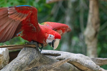 Guacamayo escarlata / Scarlet macaw (Ara macao)