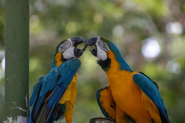 Guacamayo azul y amarillo / Blue-and-yellow macaw (Ara ararauna)