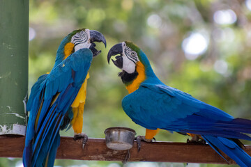 Guacamayo azul y amarillo / Blue-and-yellow macaw (Ara ararauna)