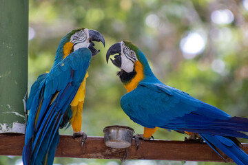 Guacamayo azul y amarillo / Blue-and-yellow macaw (Ara ararauna)
