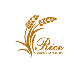 Rice icon with vector ears or cereal food plant and grains. Organic farm field harvest or agriculture crop plant isolated symbol with rice seed spikes and leaves, jasmine or basmati food grains