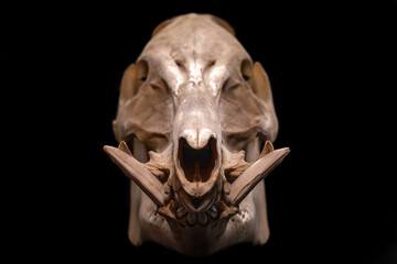 Boar skull on black background