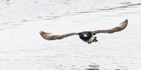 Close up of an incoming flying male Tufted Duck, Aythya fuligula, with wide spread wings and bright yellow eyes and sharp gaze focused on the photographer