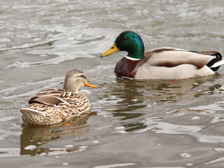 Anas platyrhynchos, male and female ducks swim on the river, couple of ducks