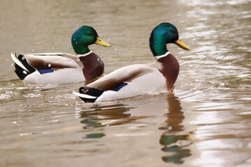 Anas platyrhynchos, two male duck swims in the water down the river