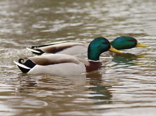 Anas platyrhynchos, two male ducks swim together on the water