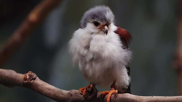  african pygmy falcon on a tree branch