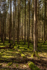 Fototapeta na wymiar Wald Fichten Natur Sonnenschein