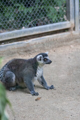 Lémur de cola anillada / Ring-tailed lemur (Lemur catta)