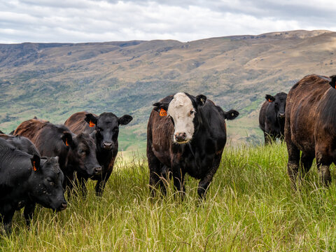 Cows In Paddock