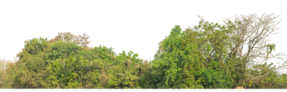 Green Trees on transparent background. are Forest and foliage in summer for both printing and web pages with cut path and alpha channel.