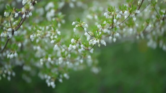 	風に揺れるドウダンツツジ