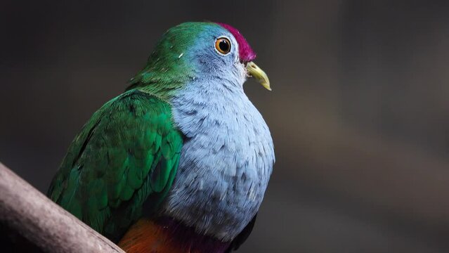beautiful fruit dove on a tree branch