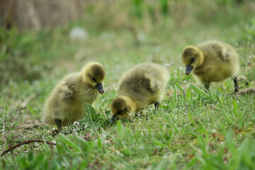 Enten Küken Ostern Zeit