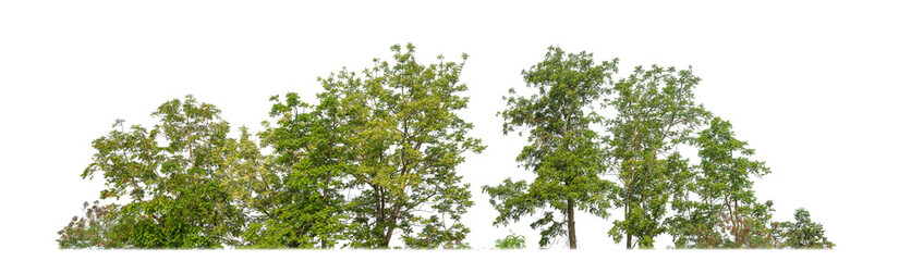 Green Trees on transparent background. are Forest and foliage in summer for both printing and web pages with cut path and alpha channel © Sarawut