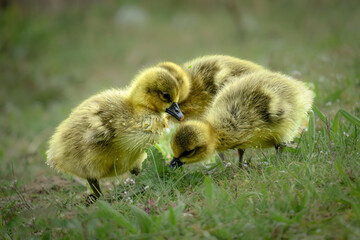 Enden Kücken Oster zeit