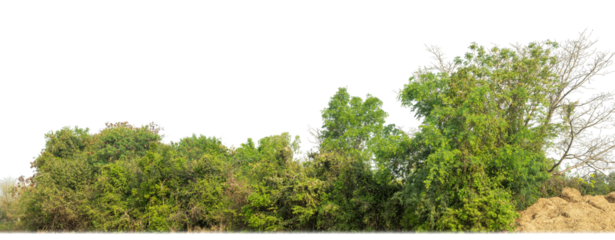 Green Trees on transparent background. are Forest and foliage in summer for both printing and web pages with cut path and alpha channel..