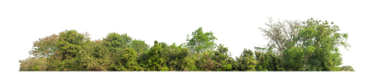 Obraz premium Green Trees on transparent background. are Forest and foliage in summer for both printing and web pages with cut path and alpha channel.