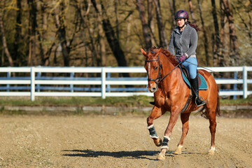 Horse quarter horse in the diagonal on the riding arena with rider in a gallop (support phase),...
