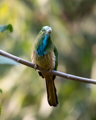 Blue-bearded bee-eater or Nyctyornis athertoni seen in Rongtong in West Bengal
