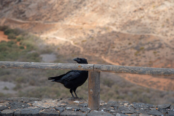 Captura de detalle de un hermoso cuervo negro sobre una valla de madera, al fondo el mirador Risco...