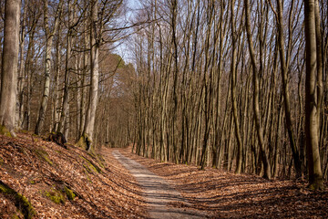 Wald Weg Natur Buchen