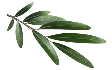 Olive branch cut out