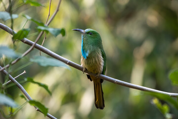 Blue-bearded bee-eater or Nyctyornis athertoni seen in Rongtong in West Bengal