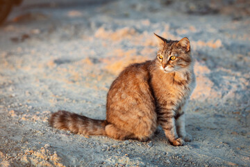 stray cat on a dirt road during sunset