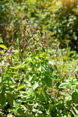 Green basil leaves and basil flowers. Fresh young basil grows on fertile soil. Garden natural...