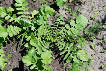 Green daikon leaves. Fresh young daikon grows on fertile soil. Garden natural organic food.