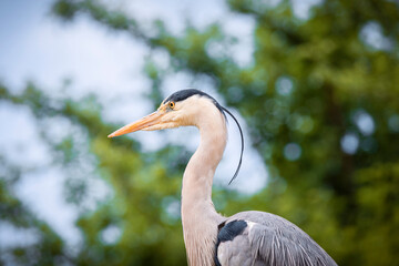 gray heron side view