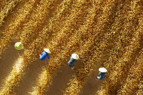 Farmers harvest wheat
