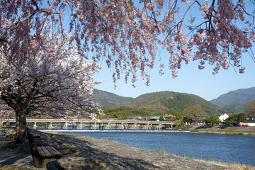 Obraz na płótnie Canvas 渡月橋と桜