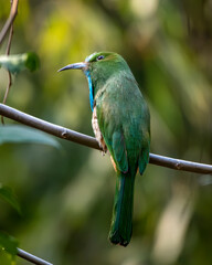 Blue-bearded bee-eater or Nyctyornis athertoni seen in Rongtong in West Bengal
