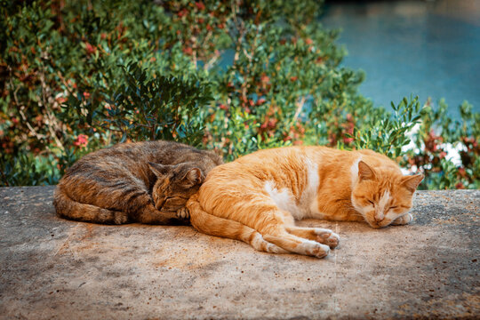 mixed house cats sleeping on a wall in a mediterranean village 