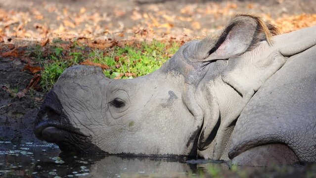 indian rhinoceros lies in cold water in hot weather