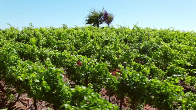 POV of vines in trellis formation with a clayey calicata in between, on a sunny day, soil profile study day.