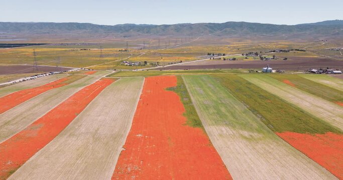 aerial drone time lapse of california super bloom flower meadow with people taking pictures and enjoying a warm vibrant colorful spring day