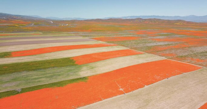 aerial drone time lapse of a super bloom in california with bright and colorful orange yellow and purple flowers fields and people taking pictures