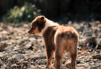 Dog in Light